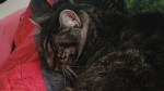 featured image cat napping on bed