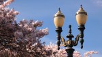 Picture of a light post with cherry blossoms in the background of the Japanese American Plaza.