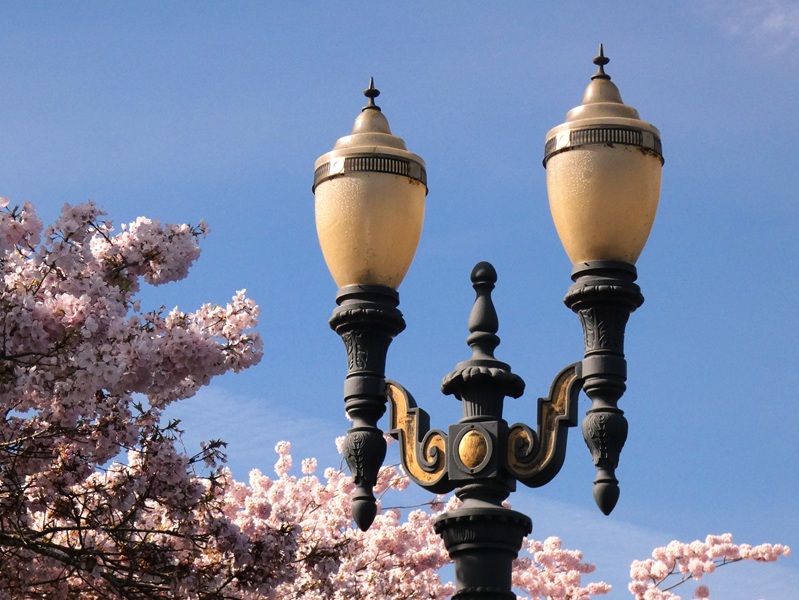 Picture of a light post with cherry blossoms in the background of the Japanese American Plaza.