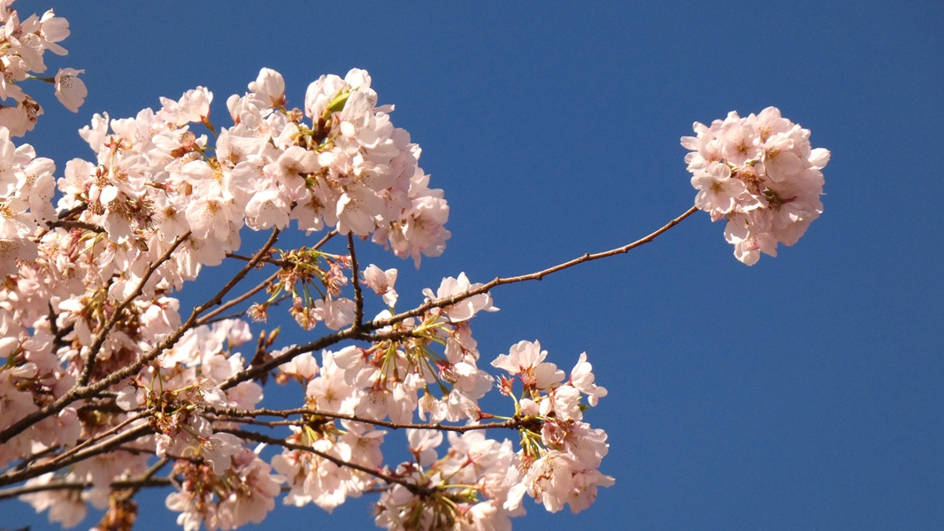 Cherry blossoms at the Japanese American Plaza.