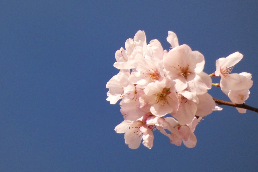 Cherry blossoms at the Japanese American Plaza.