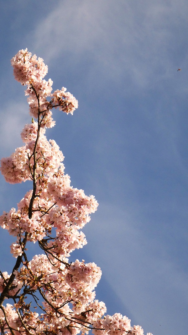 Cherry blossoms at the Japanese American Plaza.
