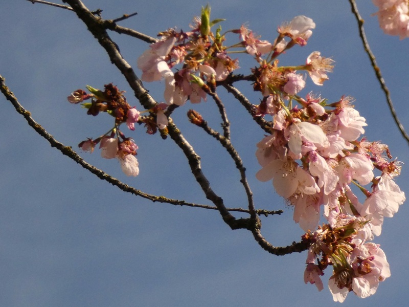 Cherry blossoms at the Japanese American Plaza.
