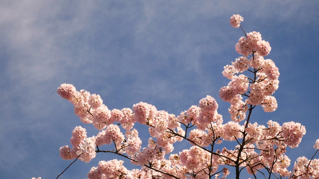 Cherry blossoms at the Japanese American Plaza.