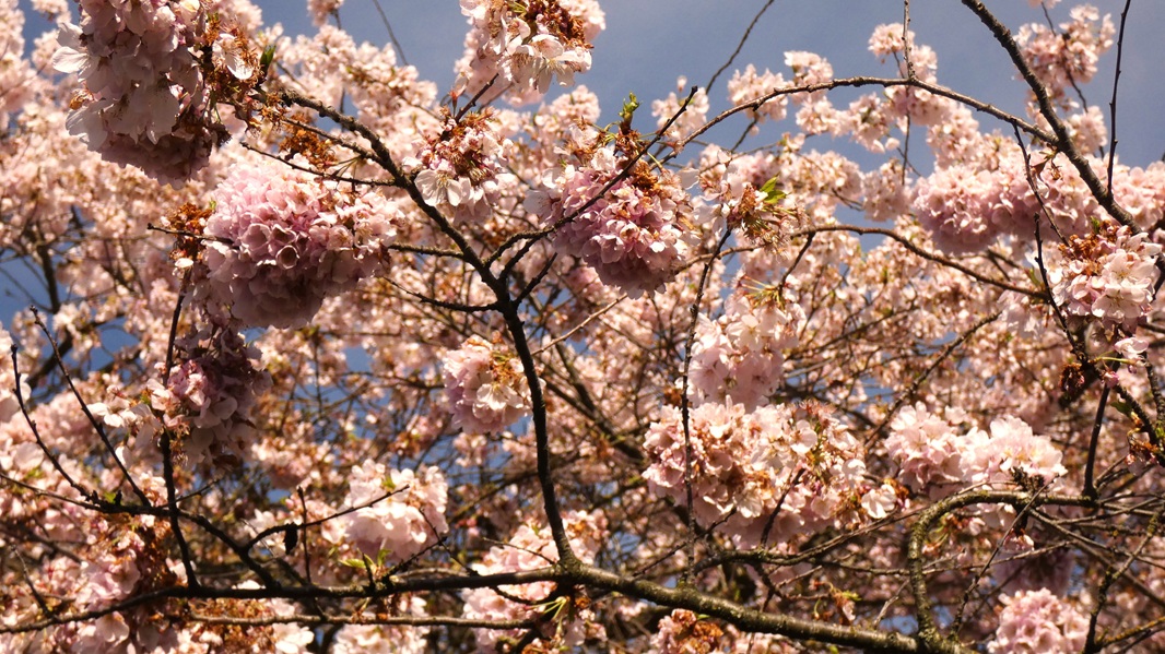 Cherry blossoms at the Japanese American Plaza.