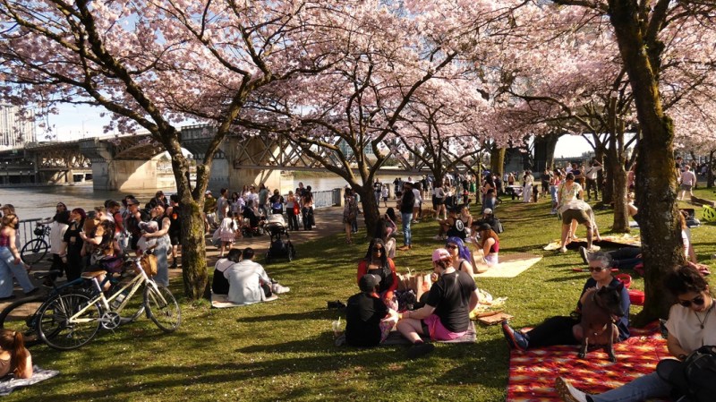 Portlanders picnicking under the cherry blossoms at the Japanese American Plaza.