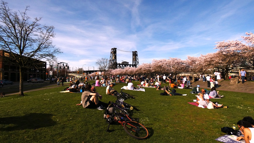 Portlanders picnicking by the cherry blossoms at the Japanese American Plaza.